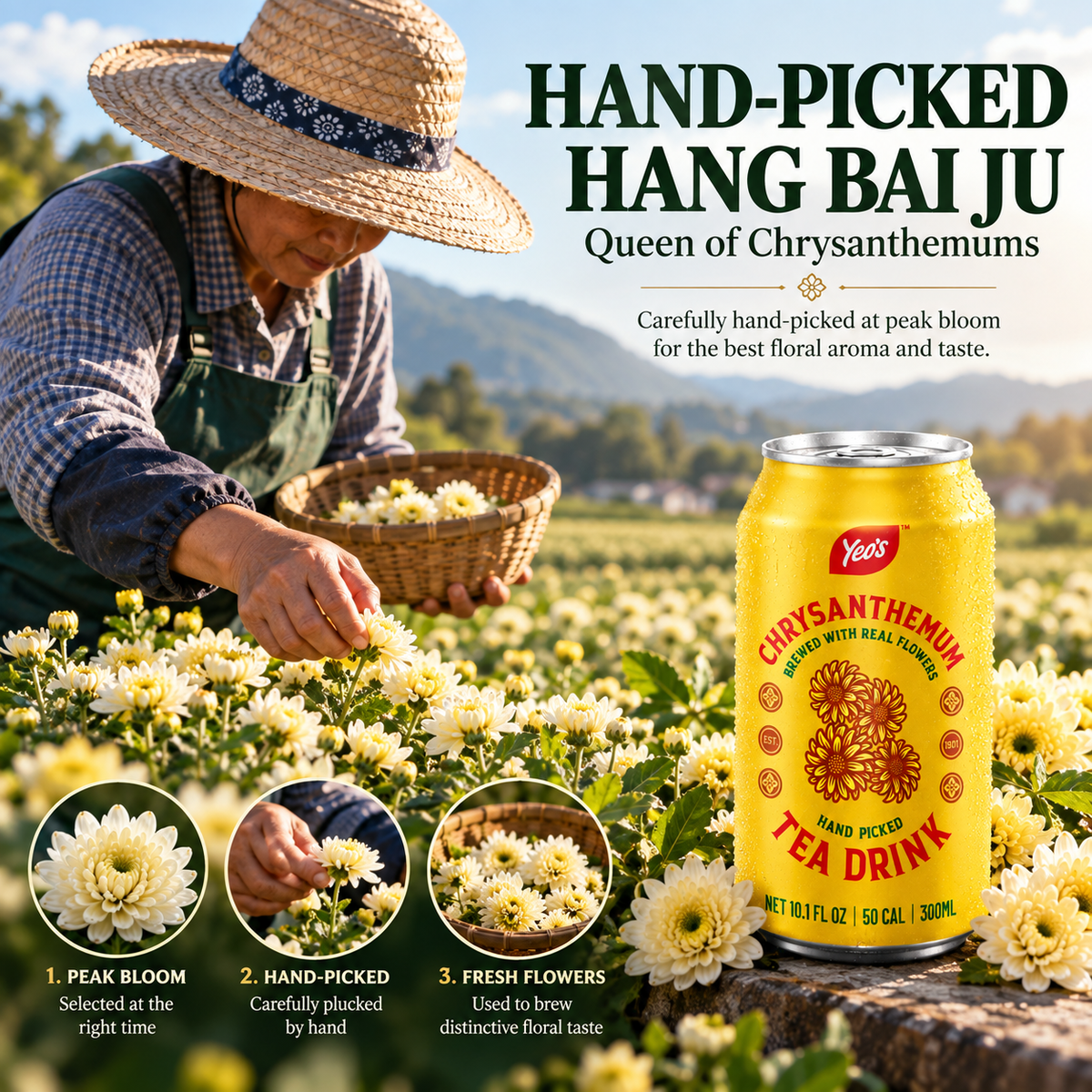 Hand-picked Hang Bai Ju chrysanthemum flowers at peak bloom